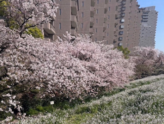 画像：多摩川河川敷に咲く桜