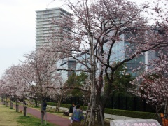 写真：二十一世紀桜1