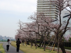 写真：二十一世紀桜2