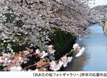 「おおたの桜フォトギャラリー」昨年の応募作品