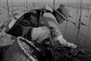 海苔（のり）採り（昭和30年代）、郷土博物館所蔵