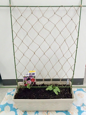 緑のカーテンについての画像