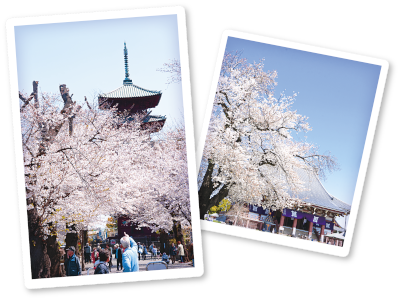 池上本門寺の桜の画像