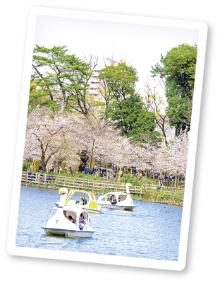 洗足池公園の桜の画像