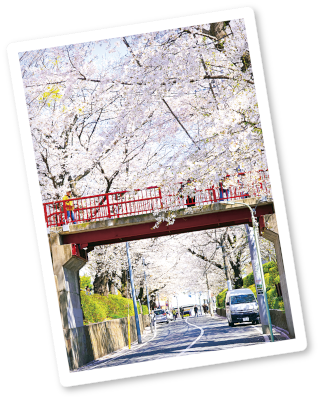 桜坂の桜の画像