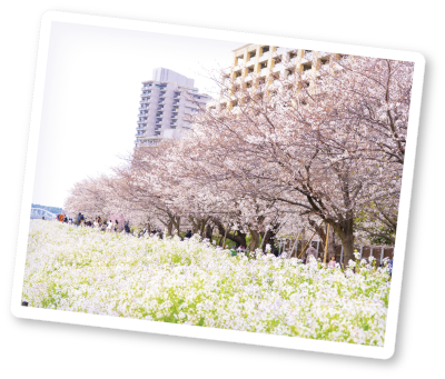 ガス橋緑地付近の桜の画像