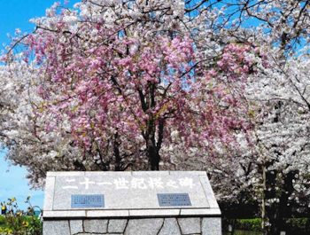 二十一世紀桜の画像