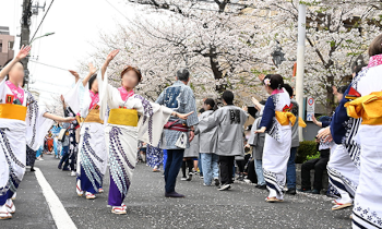 馬込文士村大桜まつりの画像