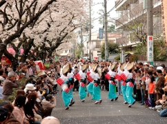 写真：馬込文士村大桜まつり1