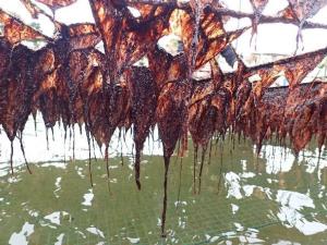 画像：海苔網に生育した生海苔