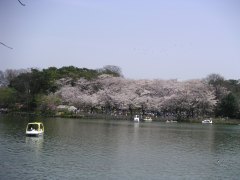 写真：洗足池公園の桜
