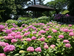写真：多摩川台公園のアジサイ