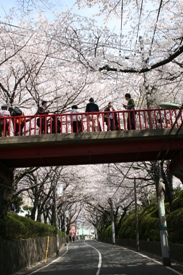 写真：桜坂