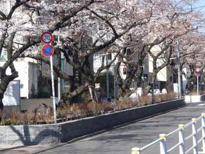 写真：車道と桜の様子