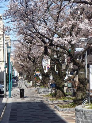 写真：桜並木の歩道