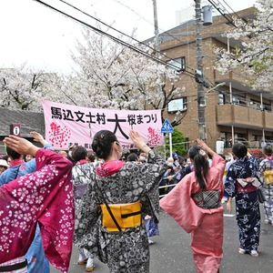 写真：第36回馬込文士村大桜まつり