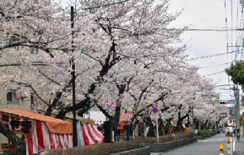 写真：桜並木の桜