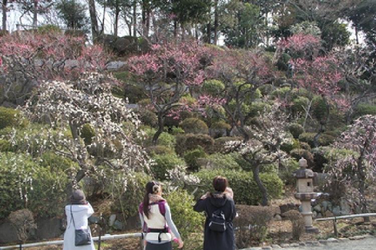 写真：池上梅園