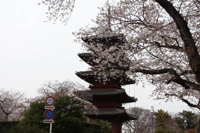 画像：桜（池上本門寺）