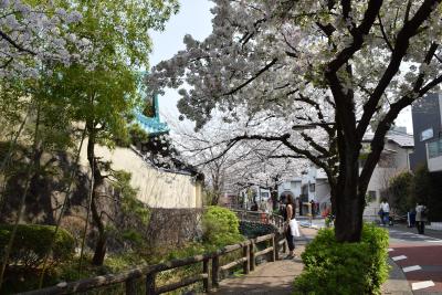 画像：桜（六郷用水）