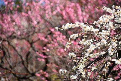 画像：梅（梅屋敷公園）