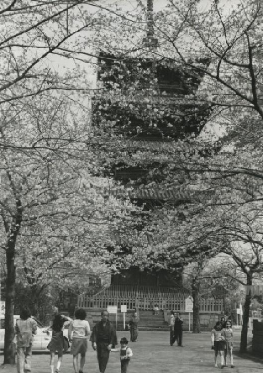 写真：池上本門寺　五重塔(昭和49年)