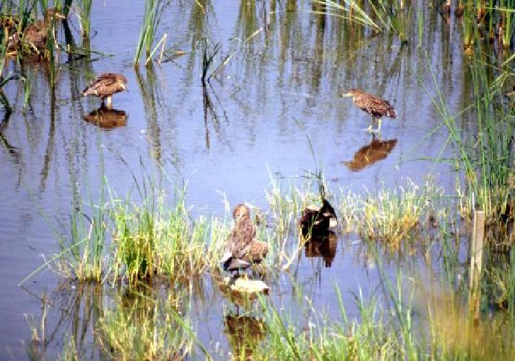 写真：野鳥公園