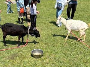 動物に触れあうことができます