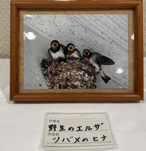 野生のエルザ作　ツバメのひな