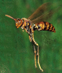写真：セグロアシナガバチの成虫