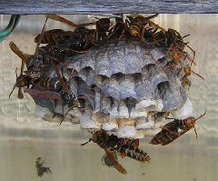 写真：コアシナガバチの巣