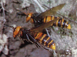 写真：オオスズメバチの成虫