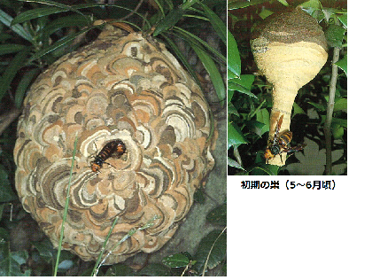 写真：モンスズメバチの巣とコガタスズメバチの初期の巣