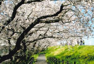 写真：石黒　正子さん作「六郷土手の桜」（六郷）