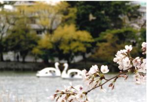 写真：和泉　淳子さん作「桜越しの……」（洗足池公園）