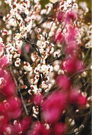 写真：西澤　知芳さん作「梅の園」（池上梅園）