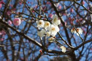 写真：梅屋敷公園ウメ2