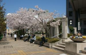 写真：アロマスクエア桜