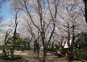 東調布公園　サクラ　写真