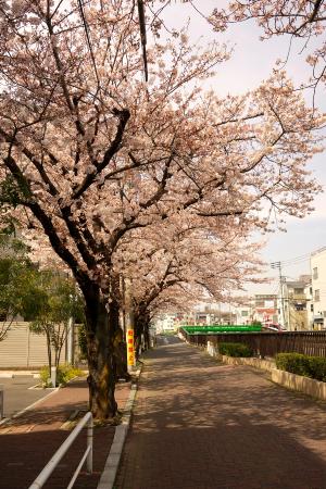 写真　久が原二丁目付近　サクラ