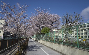 写真：開桜小学校付近