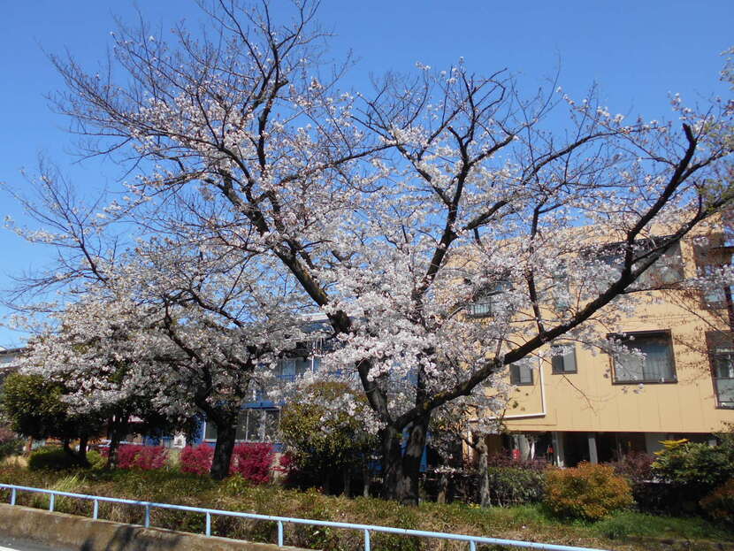 写真：公園の様子・その11