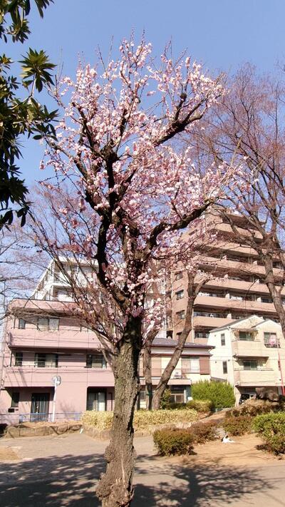 写真：公園の様子・その10