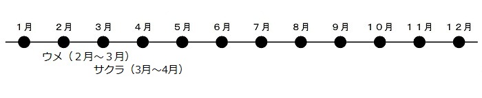 画像：花（さくら）暦
