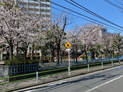 sakura1