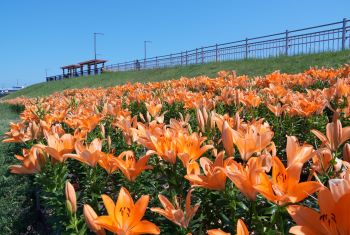 令和7年6月号　青空に映えるスカシユリが初夏を彩ります！（6月5日撮影）