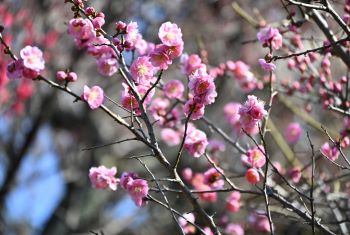 令和8年2月号　区の花ウメが咲き誇りました！