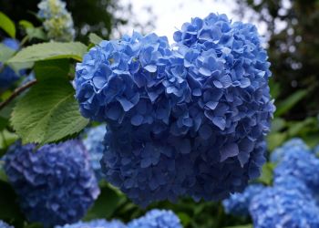 令和8年6月号　アジサイが梅雨空を彩りました！