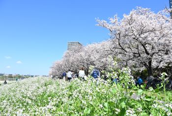 令和8年4月号 大田区の桜　見頃を迎えています！
