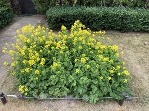 ブラウトリエの菜の花